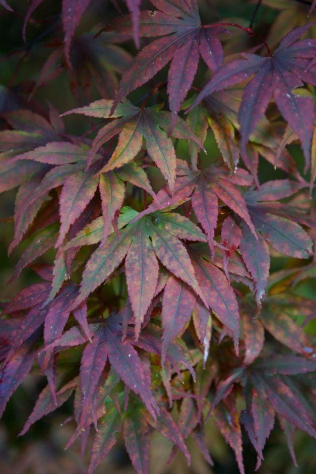 Acer Palmatum Moonfire - View 5 from www redcrocus com