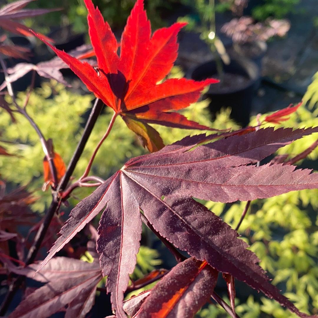 Acer Palmatum Moonfire - View 6 from www redcrocus com