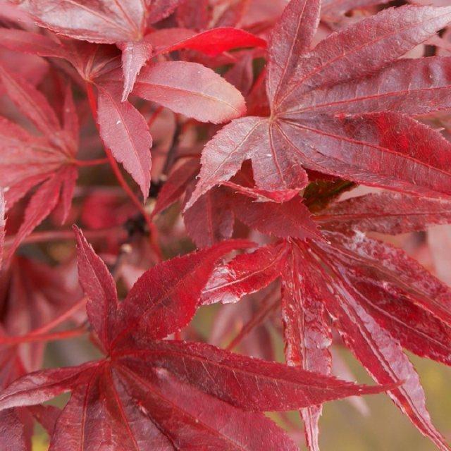 Acer Palmatum Moonfire - View 8 from www redcrocus com