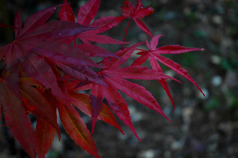 Acer Palmatum Moonfire - View 9 from www redcrocus com
