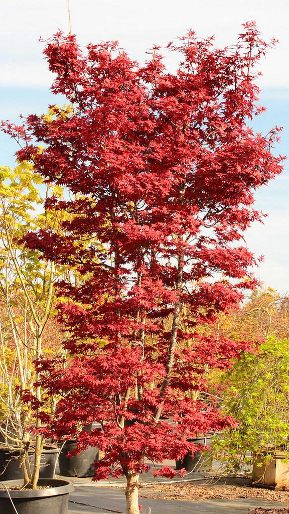 Acer Palmatum Twombly S Red Sentinel - View 13 from www redcrocus com