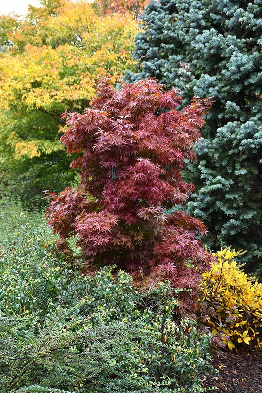 Acer Palmatum Twombly S Red Sentinel - View 14 from www redcrocus com