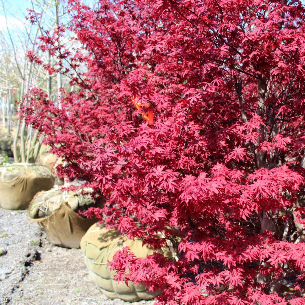 Acer Palmatum Twombly S Red Sentinel - View 20 from www redcrocus com