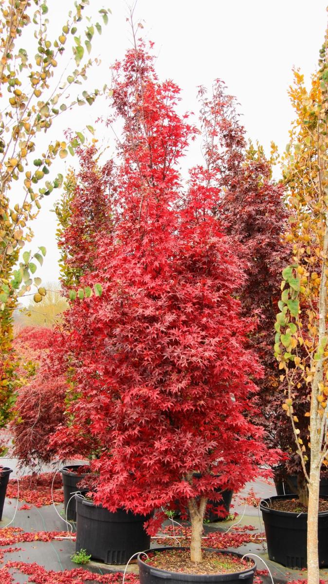 Acer Palmatum Twombly S Red Sentinel - View 2 from www redcrocus com