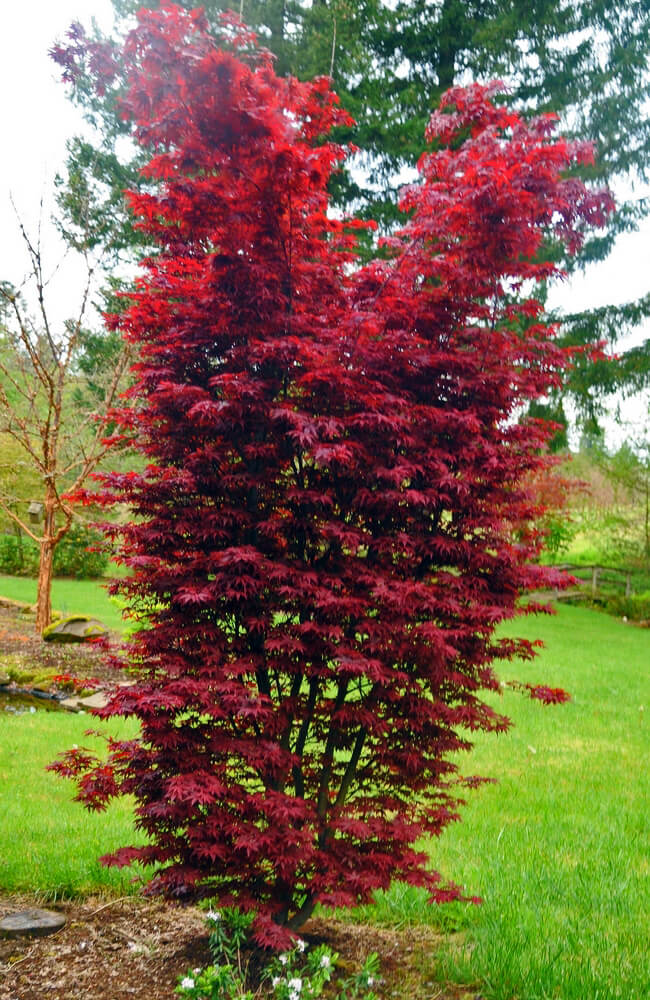 Acer Palmatum Twombly S Red Sentinel - View 2 from www redcrocus com