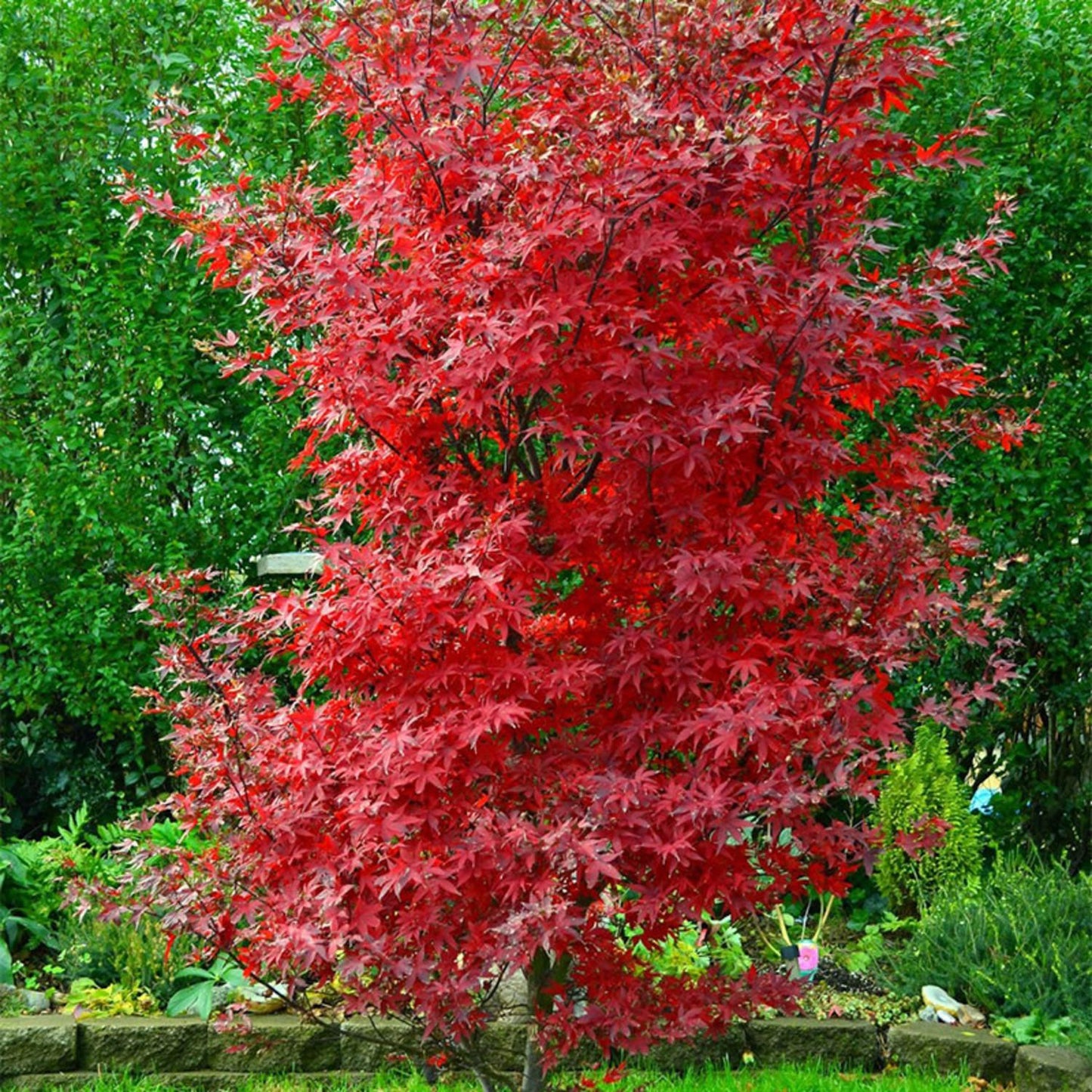 Acer Palmatum Twombly S Red Sentinel - View 5 from www redcrocus com
