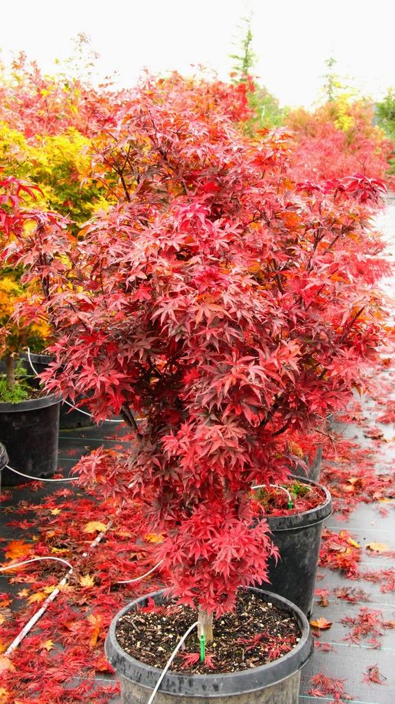 Acer Palmatum Twombly S Red Sentinel - View 7 from www redcrocus com