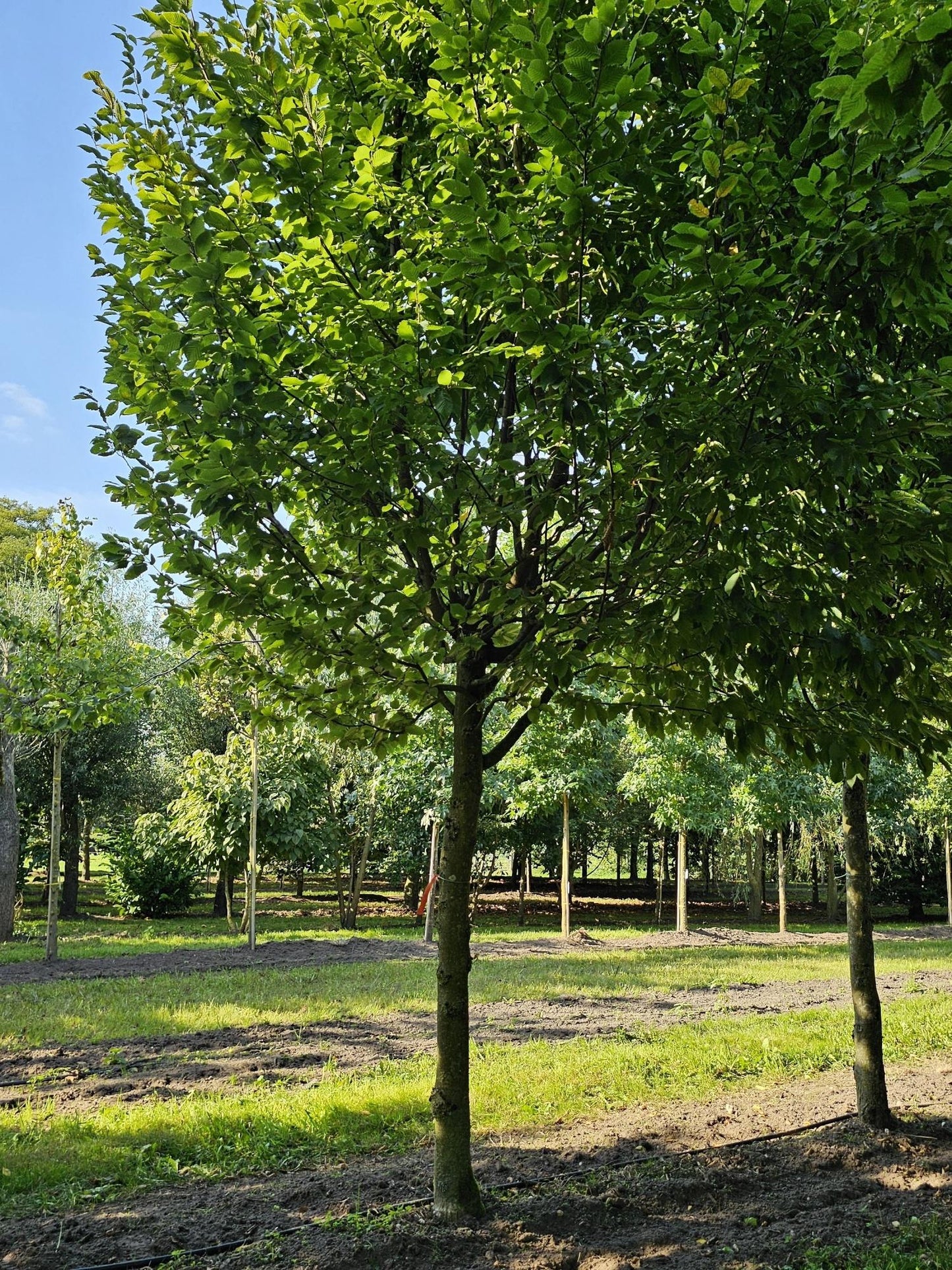 Carpinus Betulus Frans Fontaine Multi Stem - View 14 from www redcrocus com