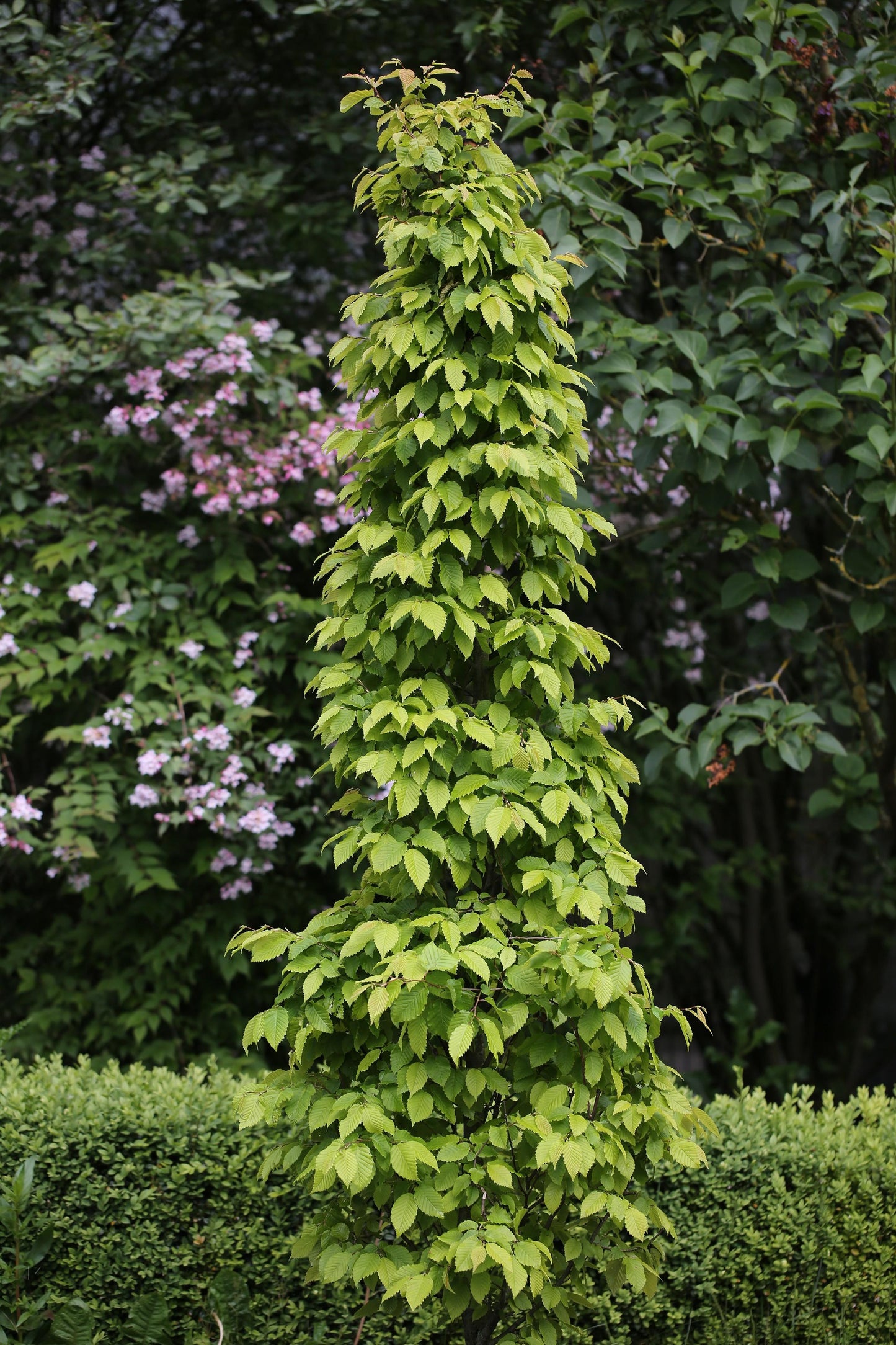 Carpinus Betulus Frans Fontaine Multi Stem - View 18 from www redcrocus com