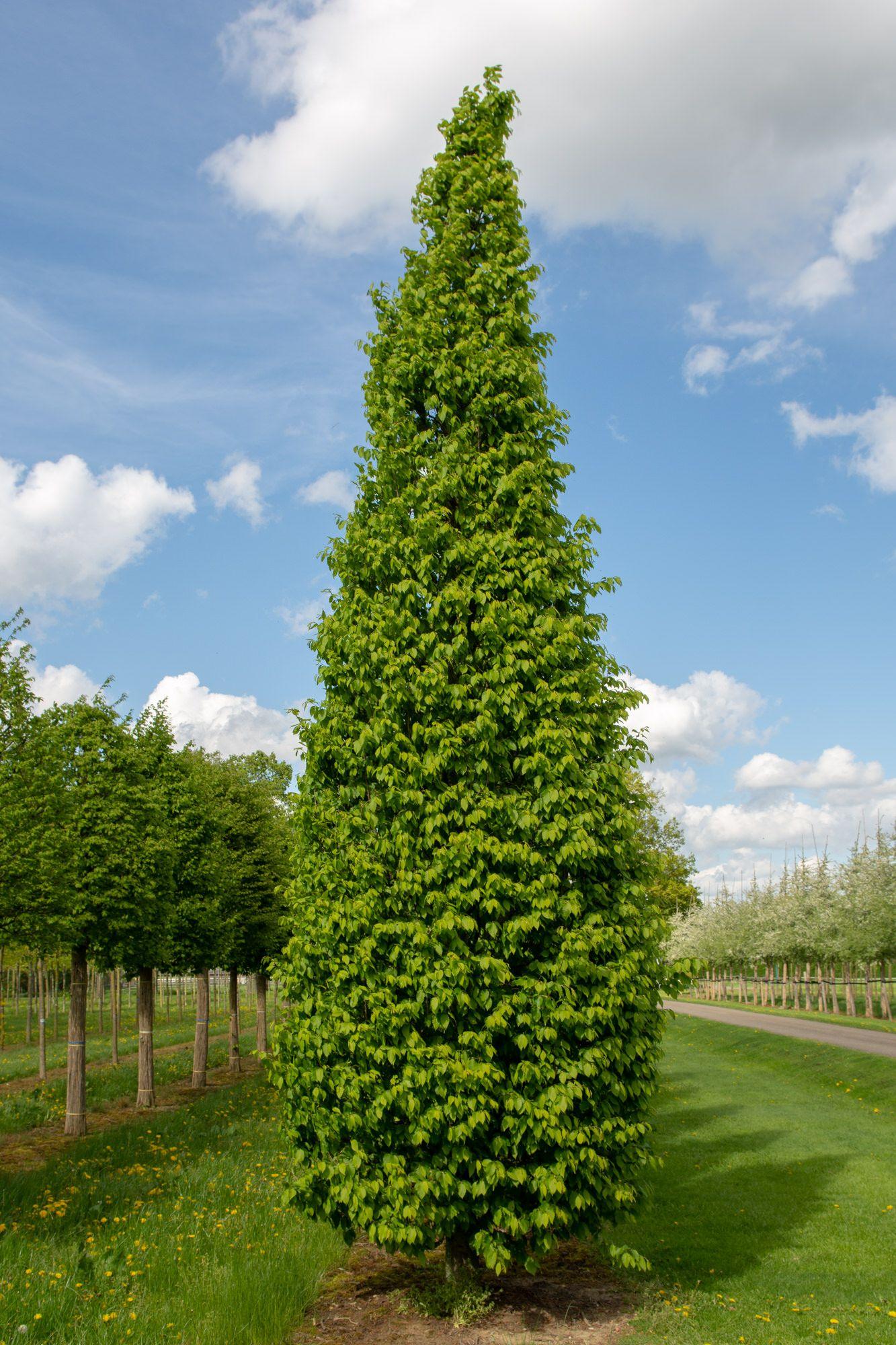 Carpinus Betulus Frans Fontaine Multi Stem - View 19 from www redcrocus com