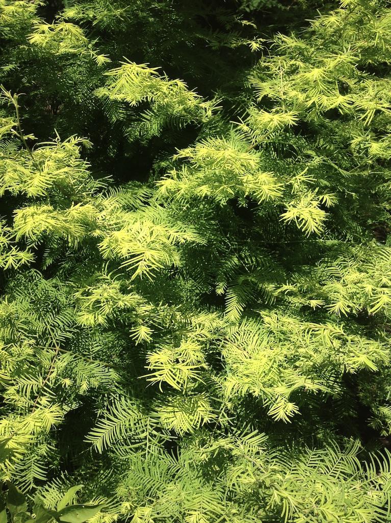 Metasequoia Glyptostroboides Soul Fire Single Stem - View 10 from www redcrocus com