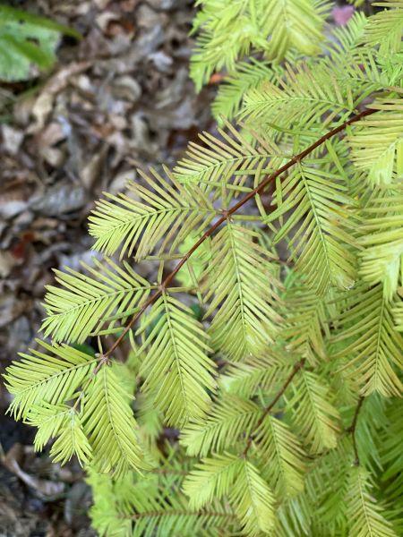 Metasequoia Glyptostroboides Soul Fire Single Stem - View 13 from www redcrocus com