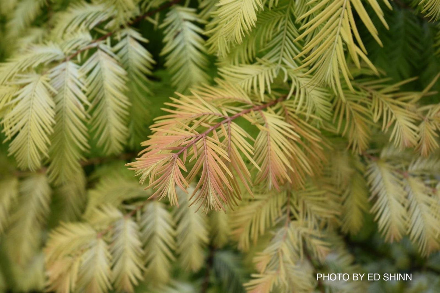 Metasequoia Glyptostroboides Soul Fire Single Stem - View 14 from www redcrocus com