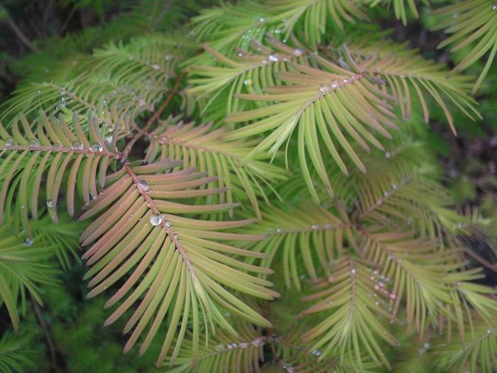Metasequoia Glyptostroboides Soul Fire Single Stem - View 15 from www redcrocus com