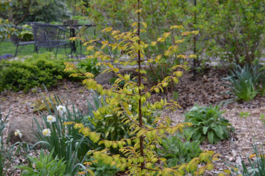 Metasequoia Glyptostroboides Soul Fire Single Stem - View 17 from www redcrocus com