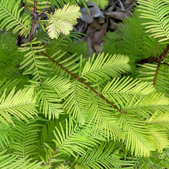 Metasequoia Glyptostroboides Soul Fire Single Stem - View 2 from www redcrocus com
