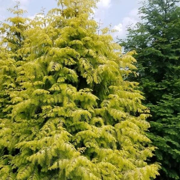 Metasequoia Glyptostroboides Soul Fire Single Stem - View 3 from www redcrocus com