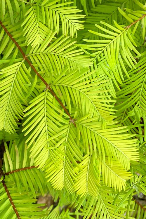 Metasequoia Glyptostroboides Soul Fire Single Stem - View 6 from www redcrocus com