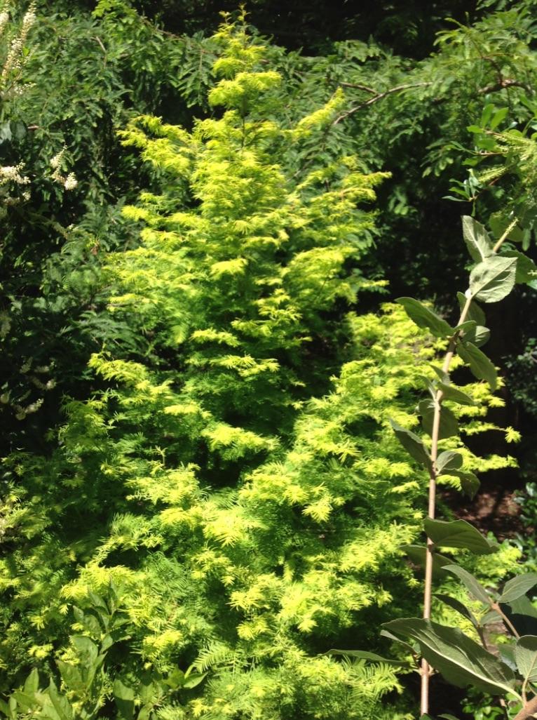 Metasequoia Glyptostroboides Soul Fire Single Stem - View 9 from www redcrocus com