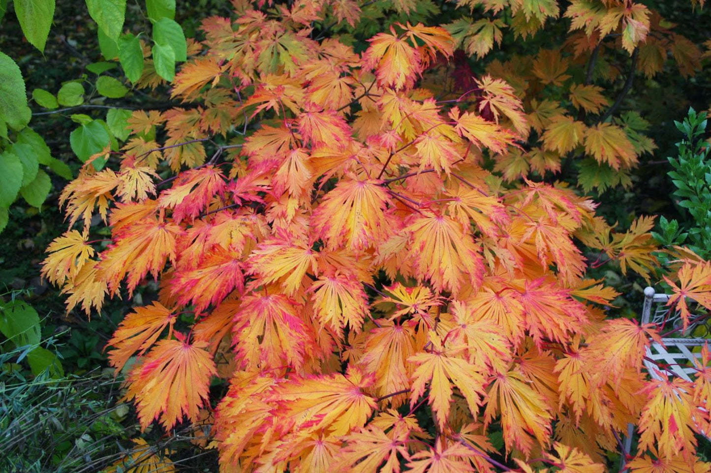Acer Japonicum Aconitifolium - View 10 from www redcrocus com
