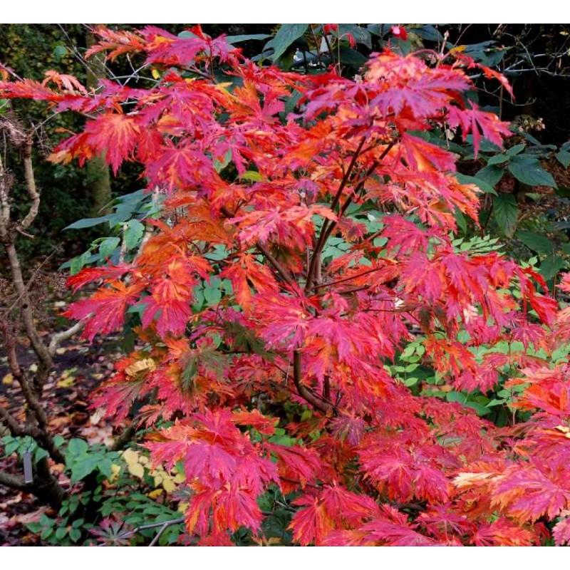 Acer Japonicum Aconitifolium - View 11 from www redcrocus com