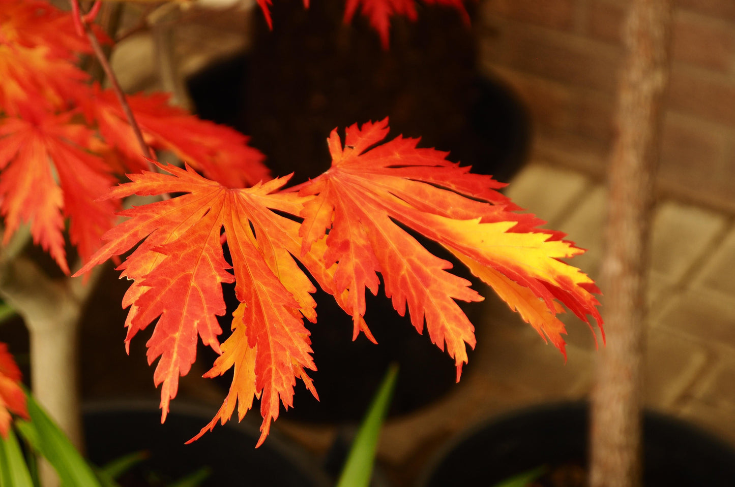 Acer Japonicum Aconitifolium - View 12 from www redcrocus com