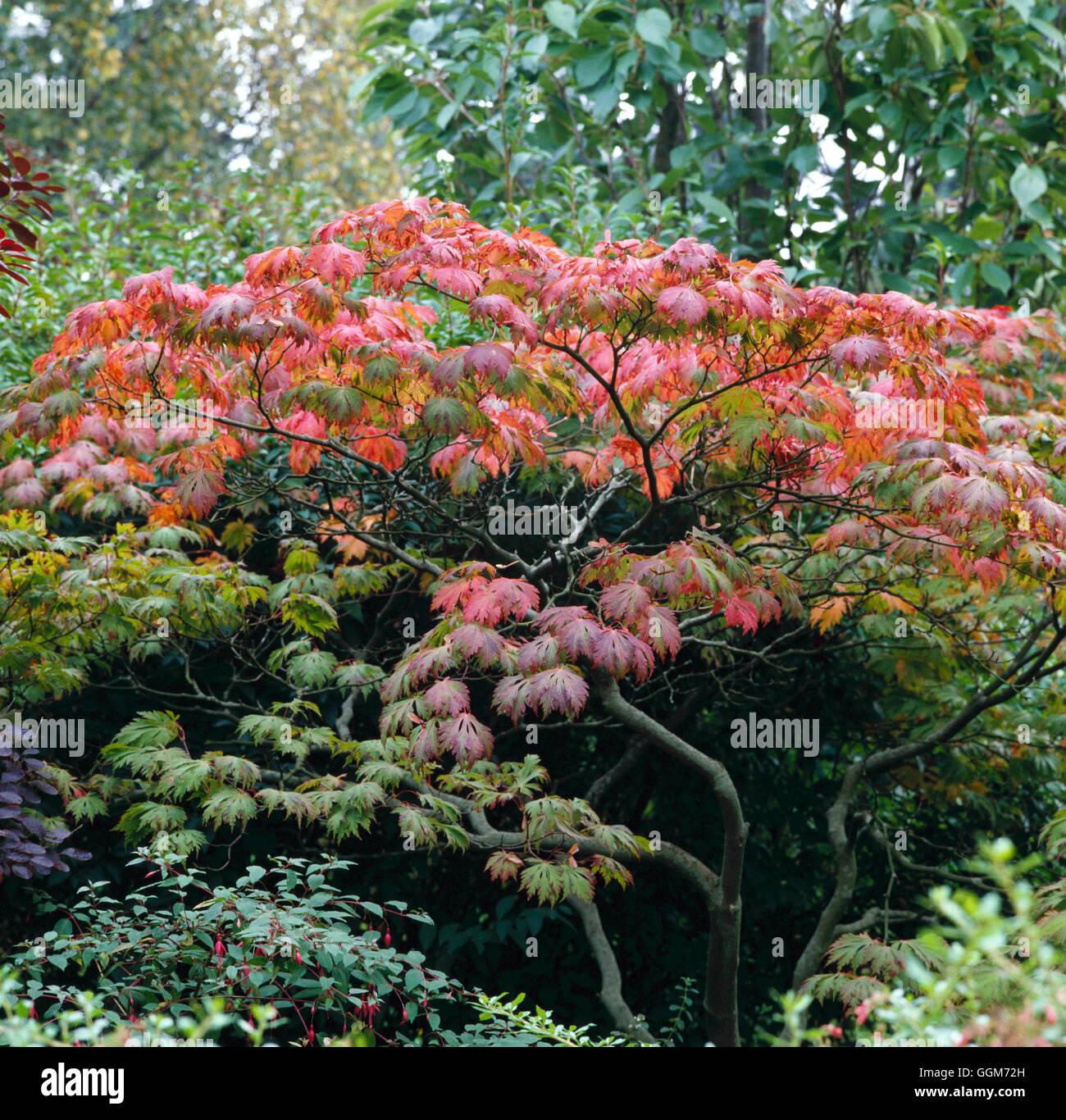 Acer Japonicum Aconitifolium - View 13 from www redcrocus com