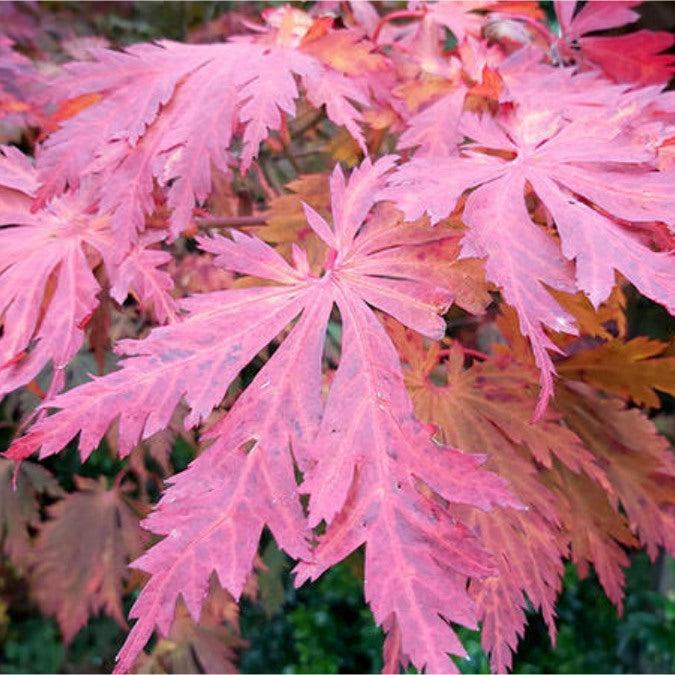 Acer Japonicum Aconitifolium - View 14 from www redcrocus com