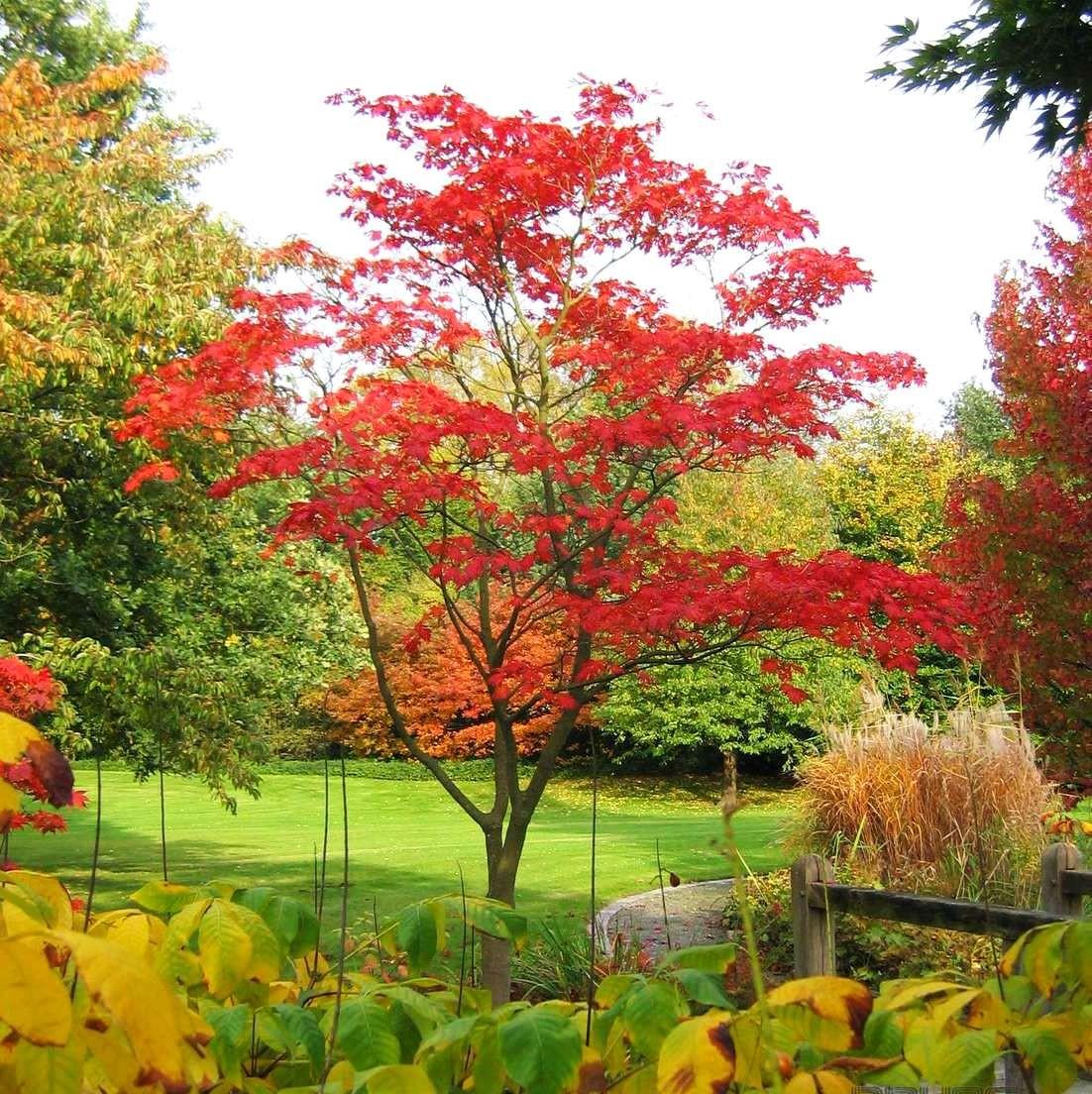 Acer Japonicum Aconitifolium - View 15 from www redcrocus com