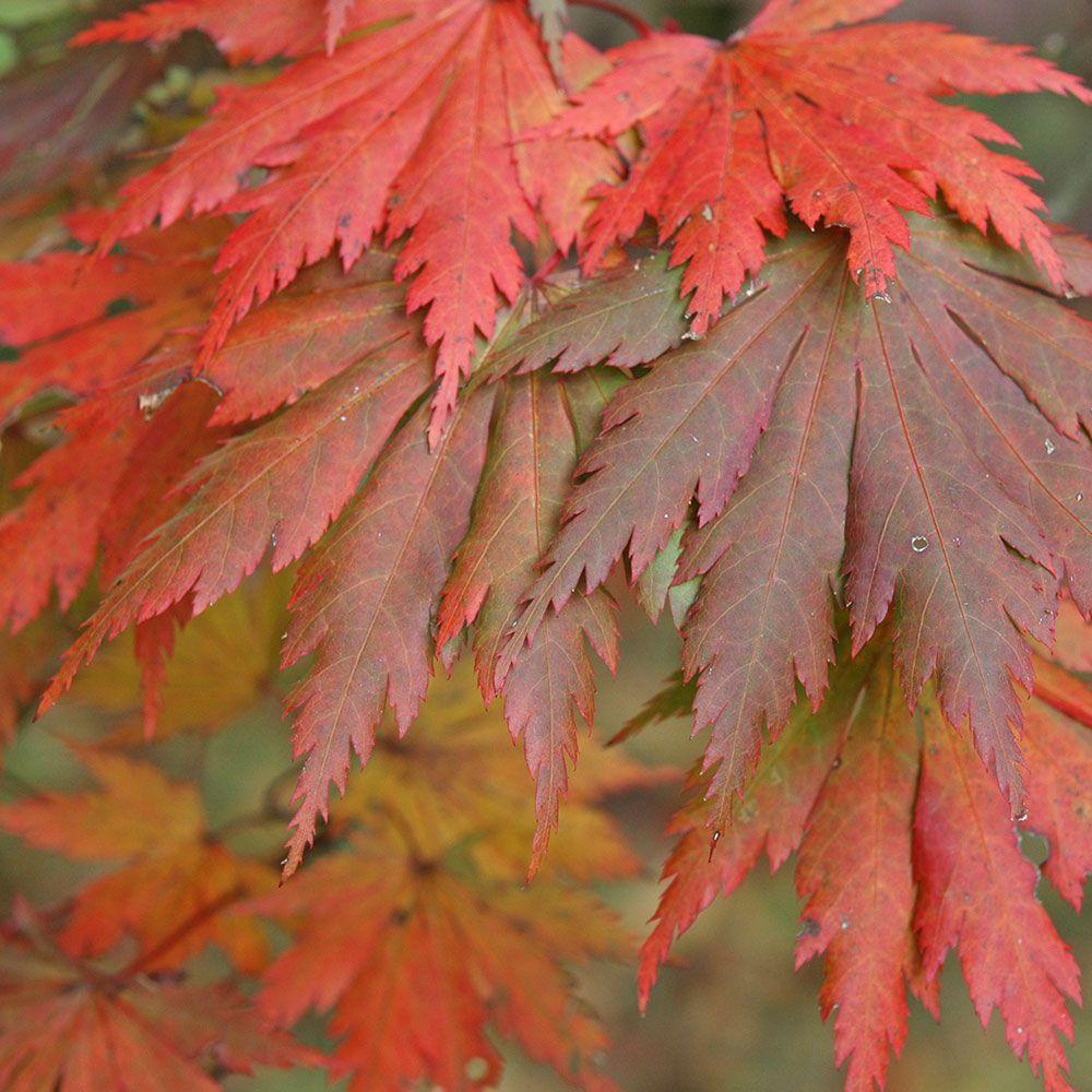 Acer Japonicum Aconitifolium - View 16 from www redcrocus com