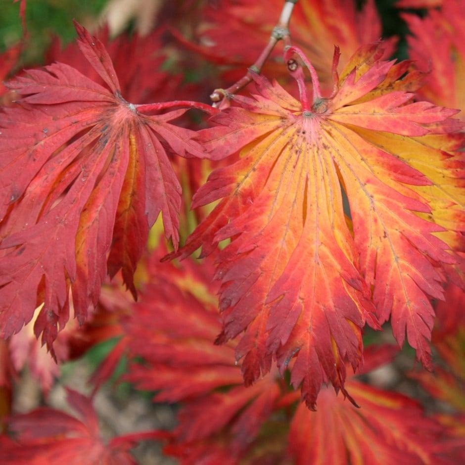 Acer Japonicum Aconitifolium - View 17 from www redcrocus com