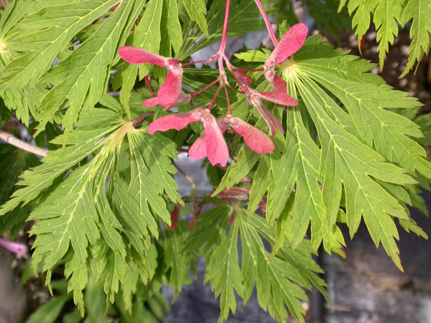 Acer Japonicum Aconitifolium - View 18 from www redcrocus com