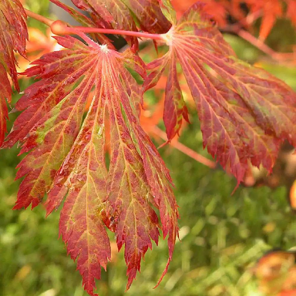 Acer Japonicum Aconitifolium - View 19 from www redcrocus com