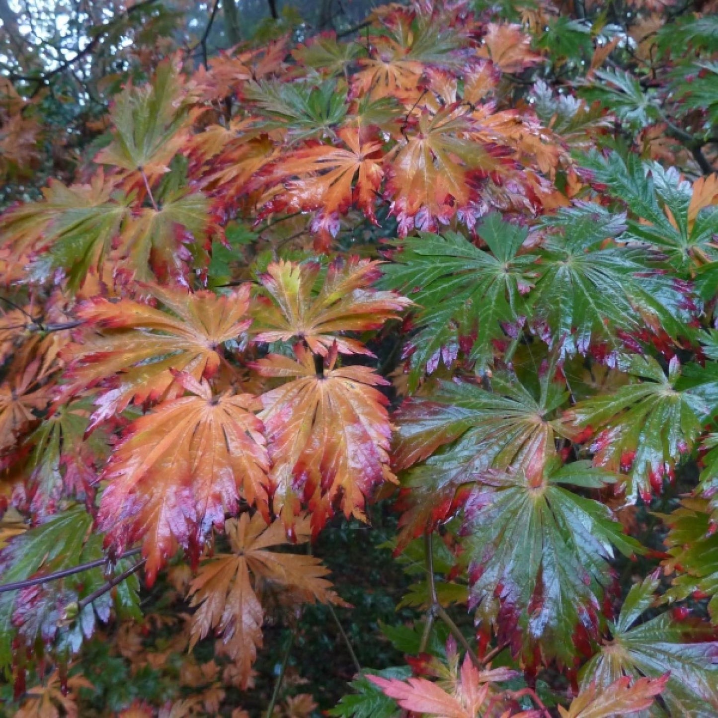 Acer Japonicum Aconitifolium - View 20 from www redcrocus com