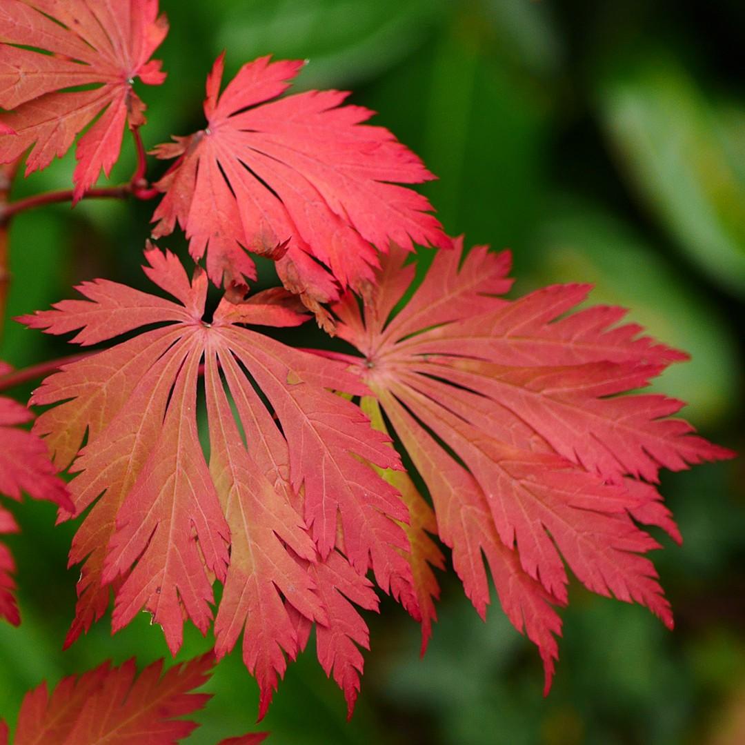 Acer Japonicum Aconitifolium - View 3 from www redcrocus com