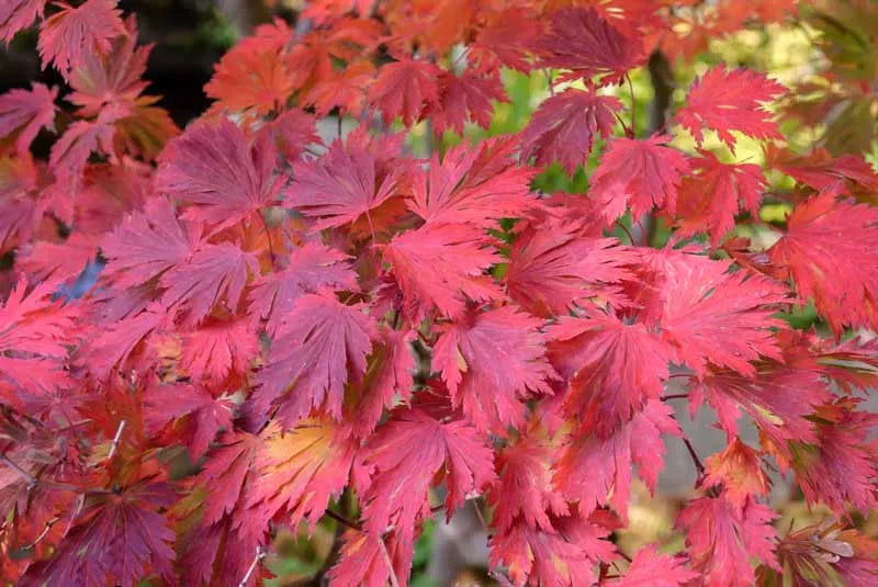 Acer Japonicum Aconitifolium - View 4 from www redcrocus com