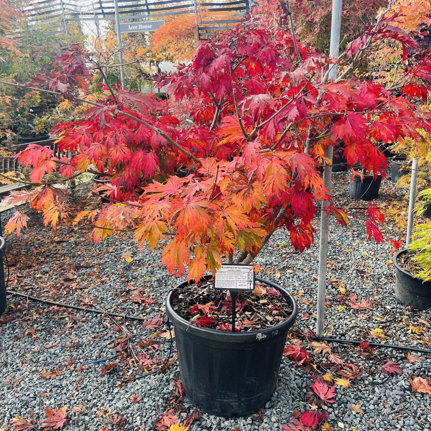 Acer Japonicum Aconitifolium - View 4 from www redcrocus com