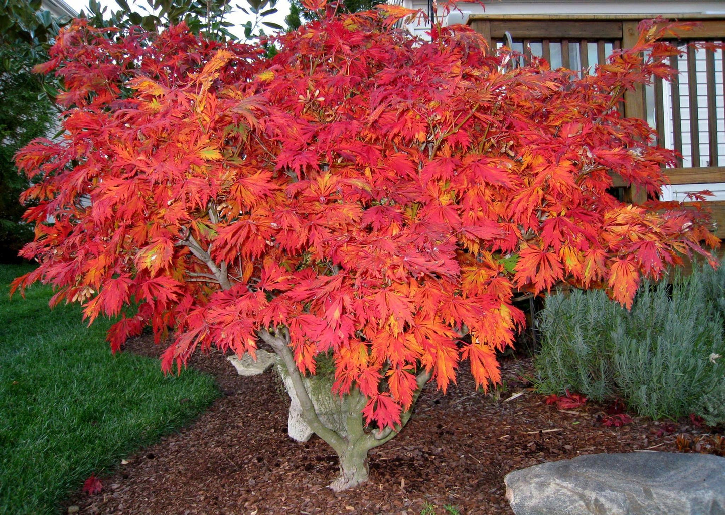 Acer Japonicum Aconitifolium - View 5 from www redcrocus com