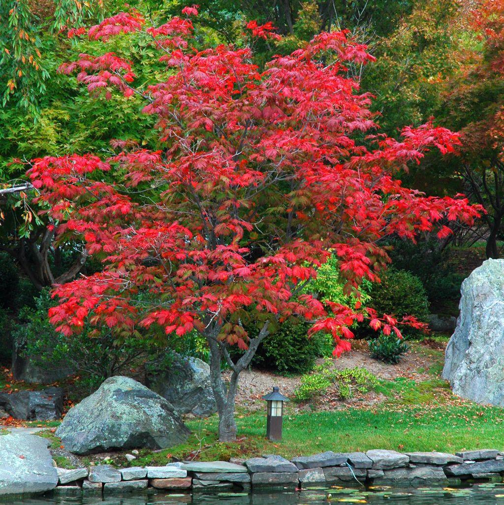 Acer Japonicum Aconitifolium - View 6 from www redcrocus com