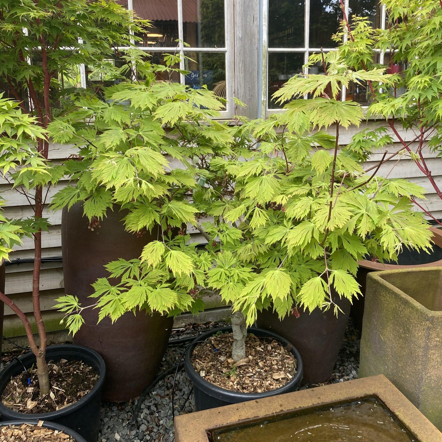 Acer Japonicum Aconitifolium - View 7 from www redcrocus com