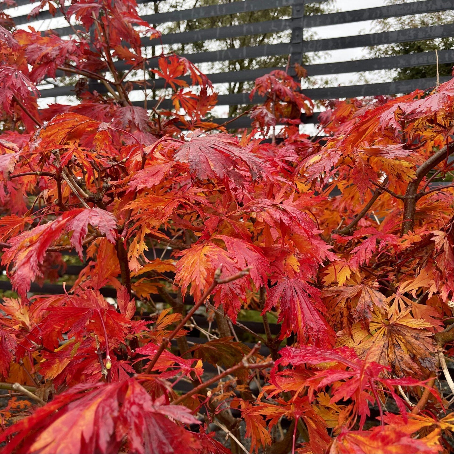 Acer Japonicum Aconitifolium - View 8 from www redcrocus com