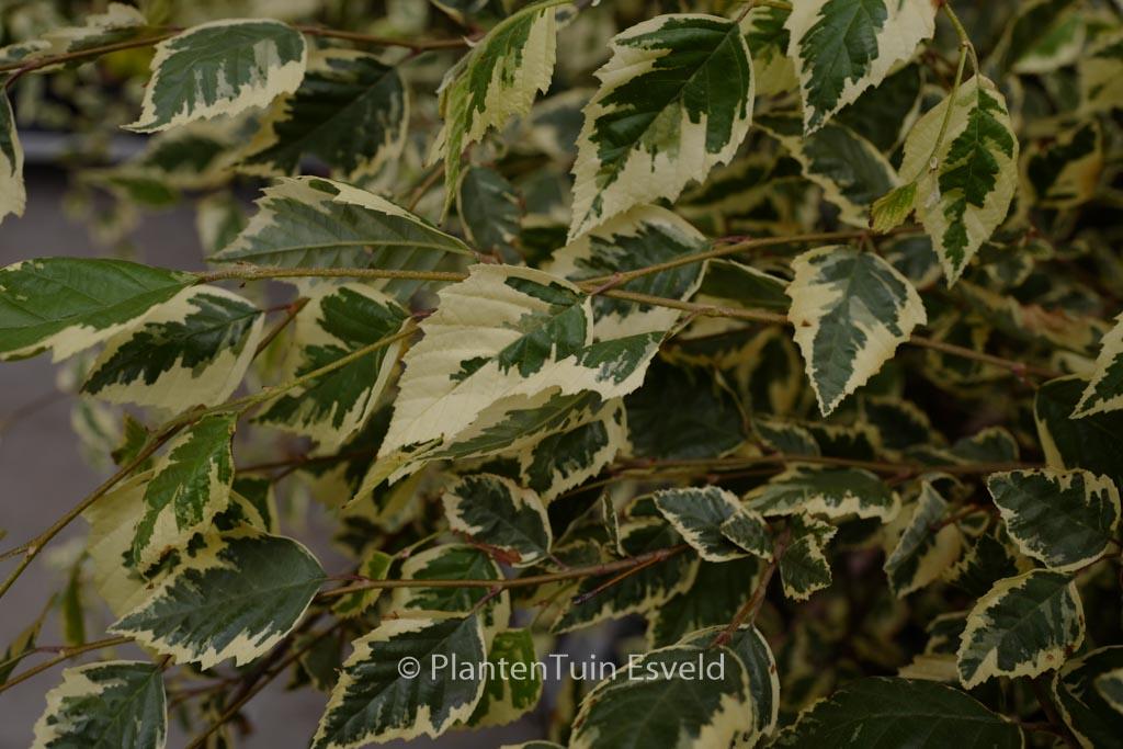 Betula Nigra Shiloh Splash Single Stem - View 18 from www redcrocus com