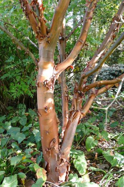 Acer Griseum Single Stem - View 10 from www redcrocus com