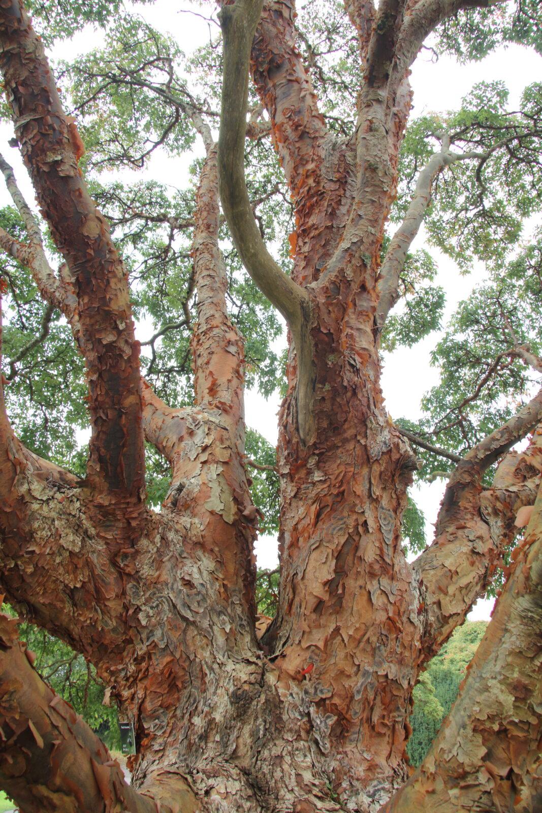 Acer Griseum Single Stem - View 13 from www redcrocus com