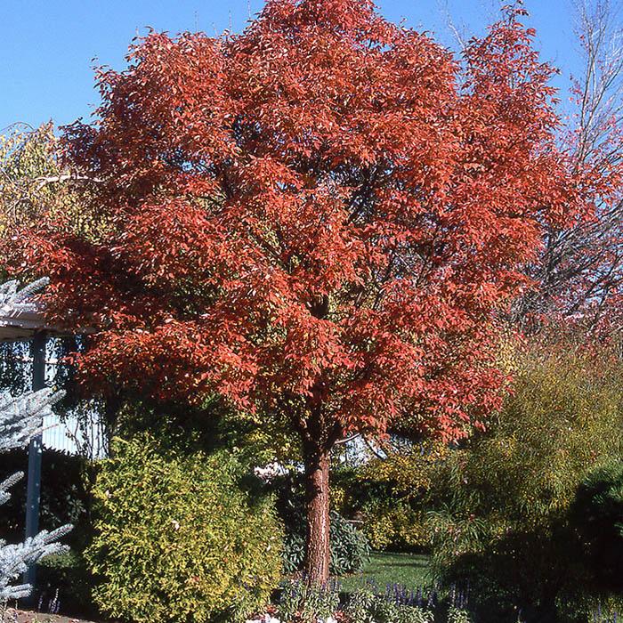 Acer Griseum Single Stem - View 17 from www redcrocus com
