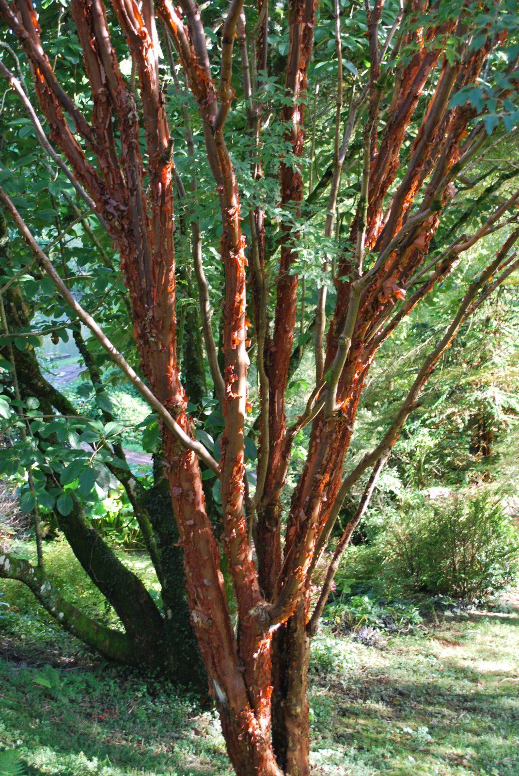 Acer Griseum Single Stem - View 20 from www redcrocus com