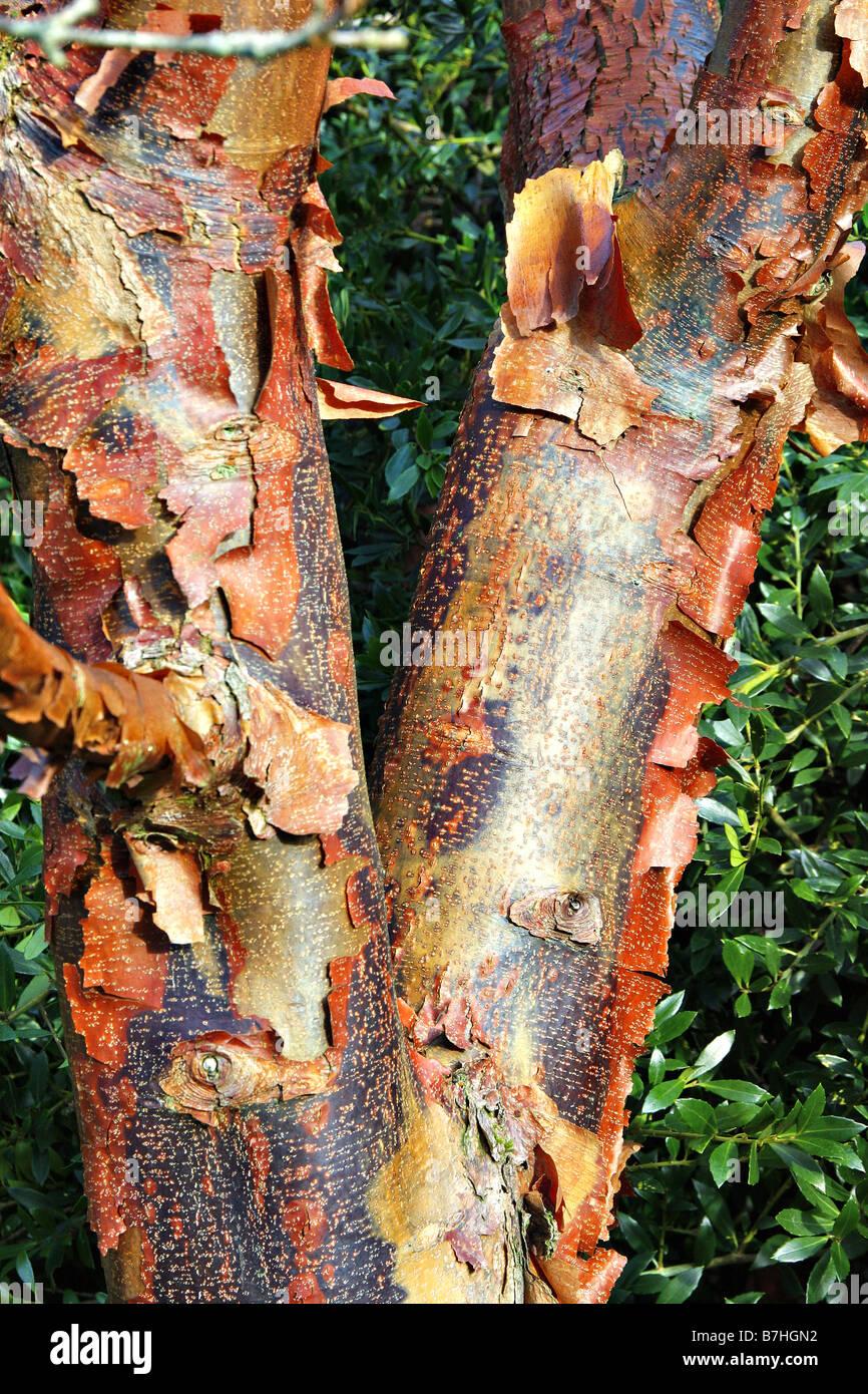 Acer Griseum Single Stem - View 4 from www redcrocus com