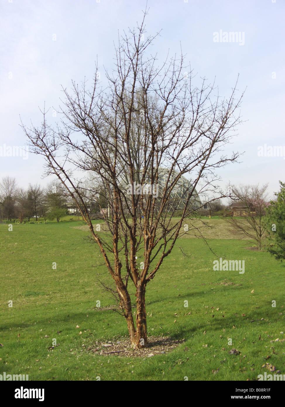 Acer Griseum Single Stem - View 5 from www redcrocus com