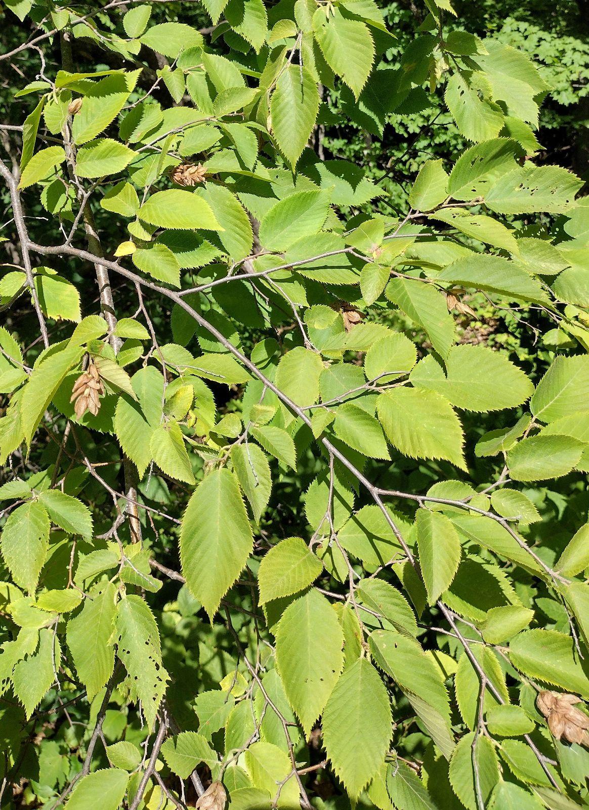 Ostrya Virginiana - View 10 from www redcrocus com