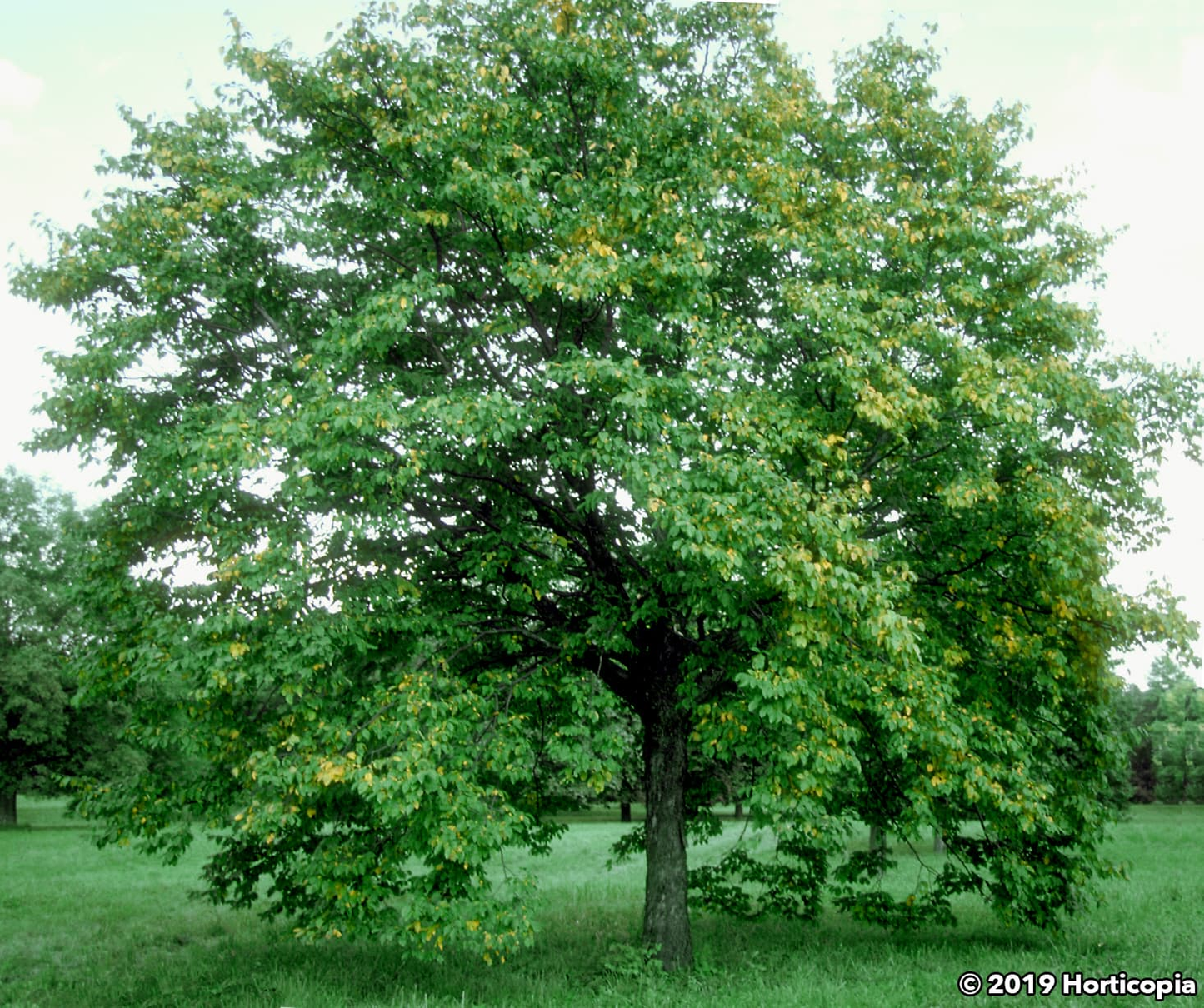 Ostrya Virginiana - View 14 from www redcrocus com